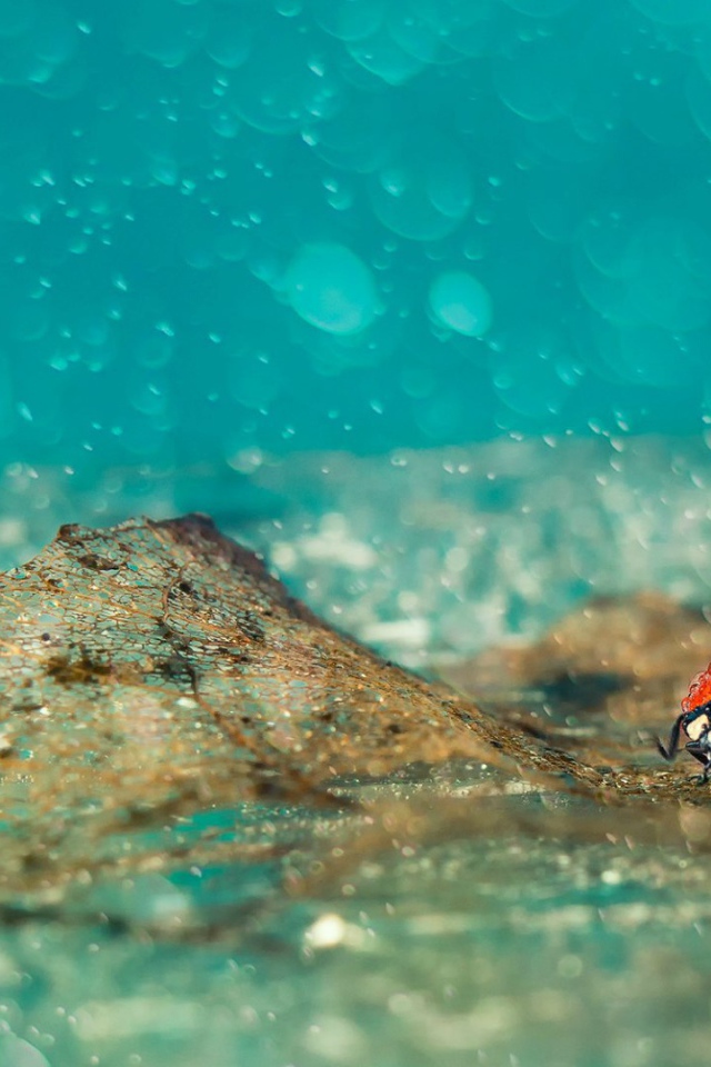 Божья коровка под дождем