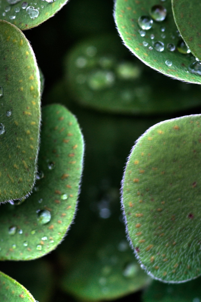 Божья коровка на пушистом листке