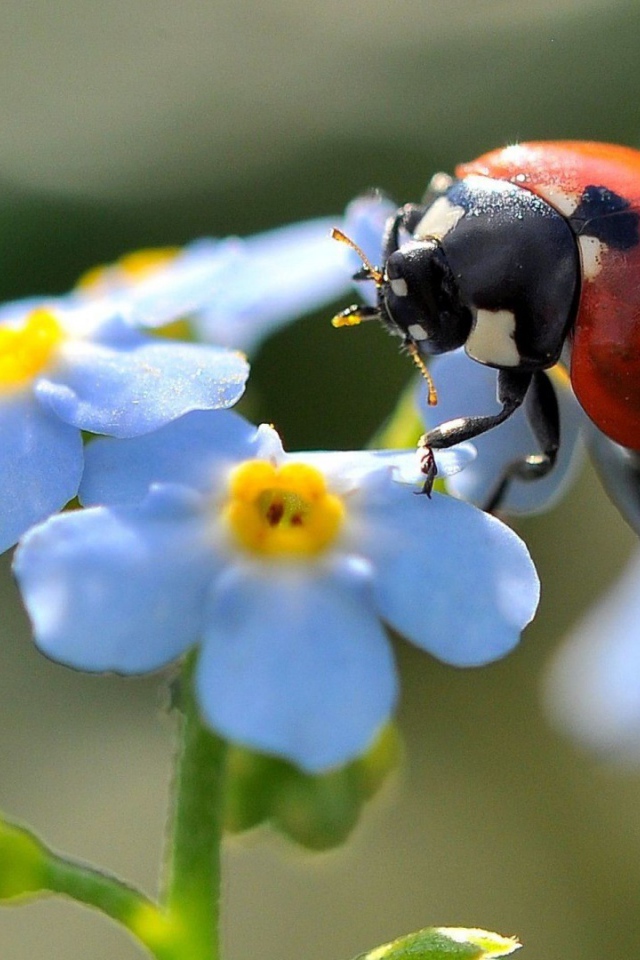 Божья коровка на цветах незабудки