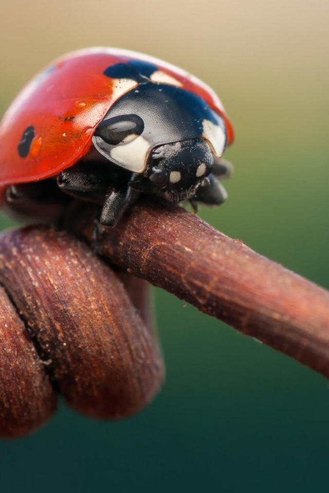 Божья коровка на засохшем ростке