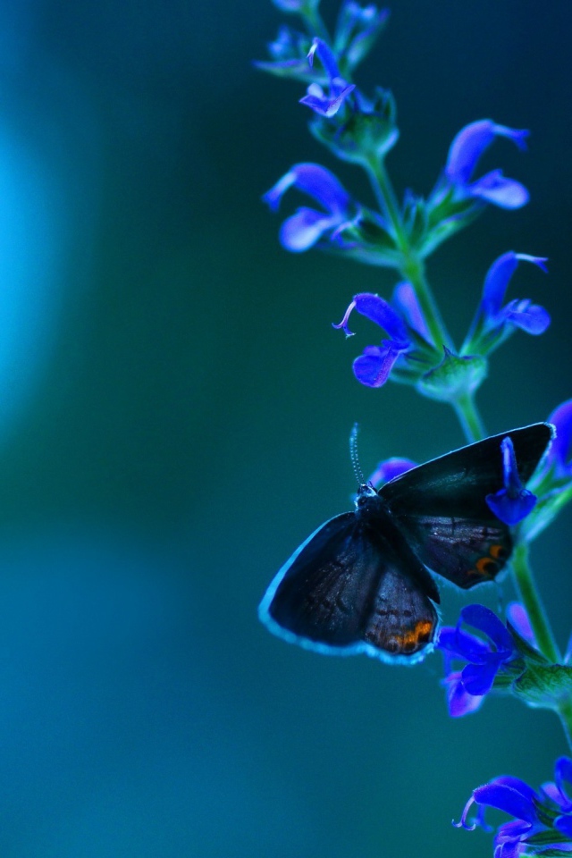 Маленькая бабочка на кисточке голубых цветов