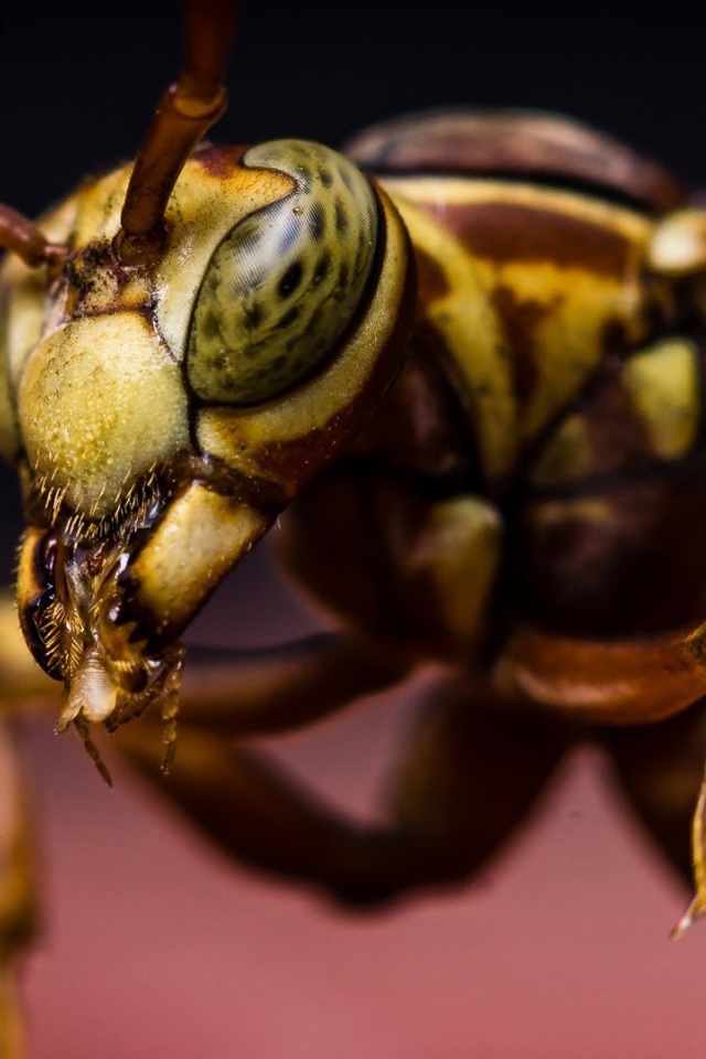 Макро фото насекомого