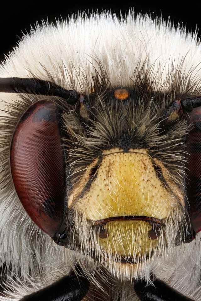 Макро фото головы насекомого