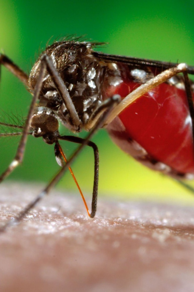 Комар сосет кровь