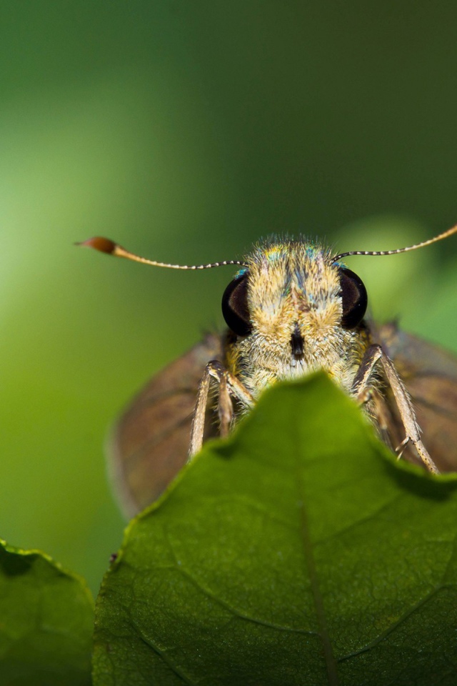 Моль спряталась за листом
