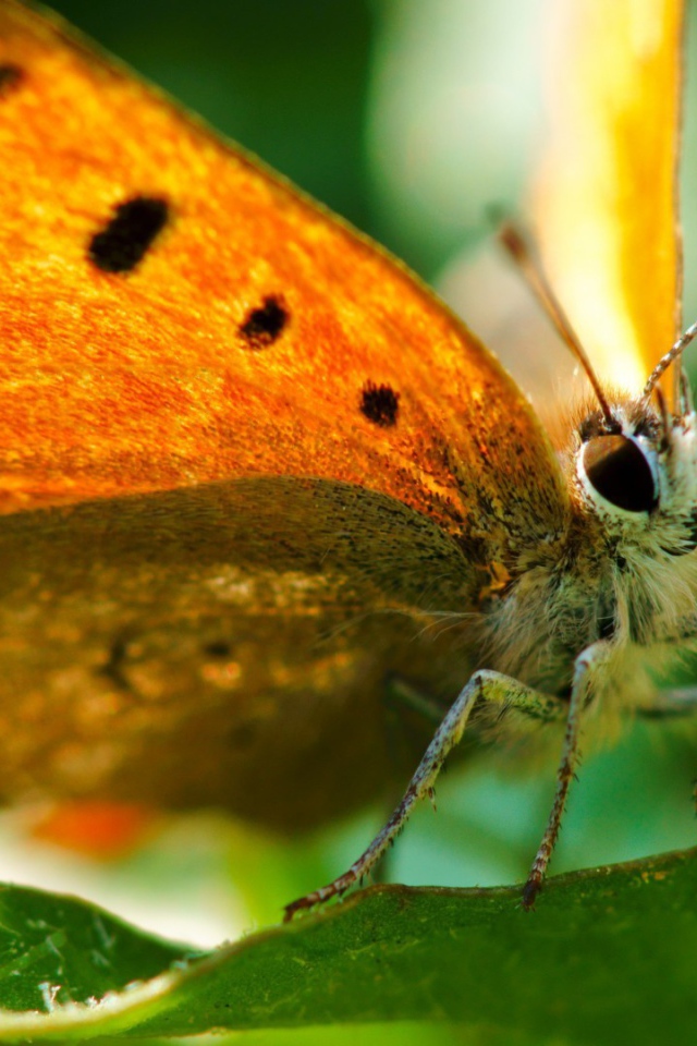 Оранжевая бабочка вблизи