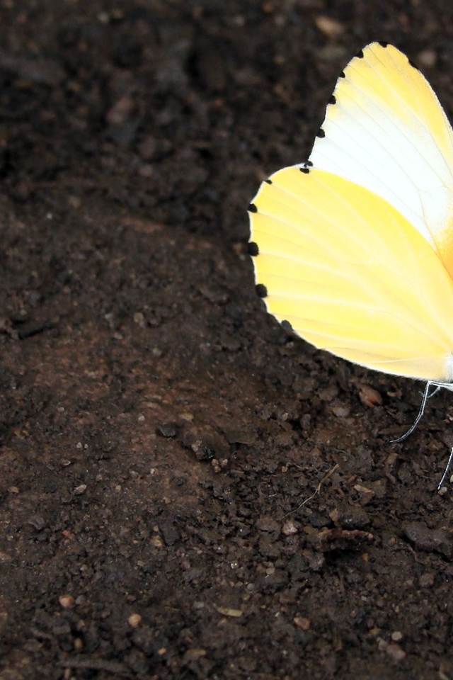 Оранжевая бабочка сидит на земле