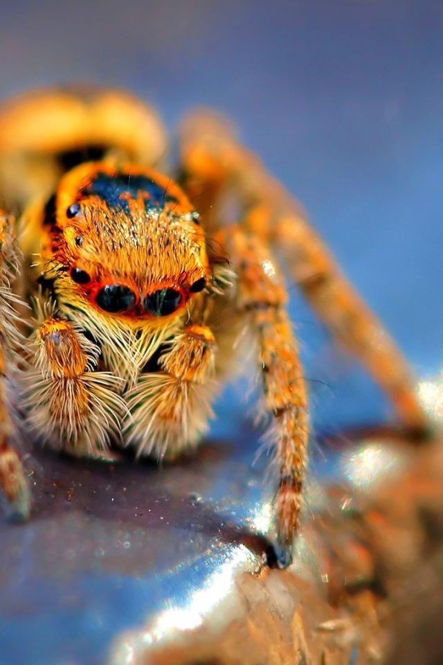 Оранжевый мохнатый паук