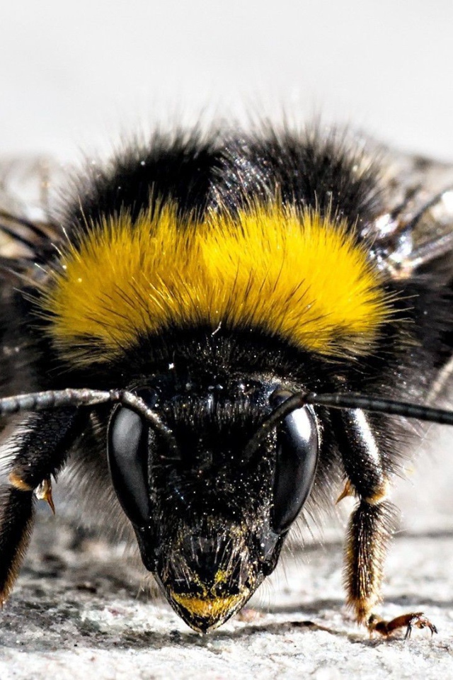 Фото мохнатого насекомого