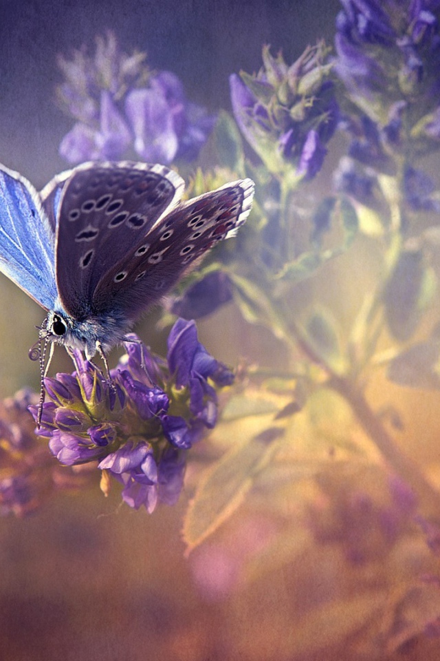 Сиреневая бабочка на лаванде