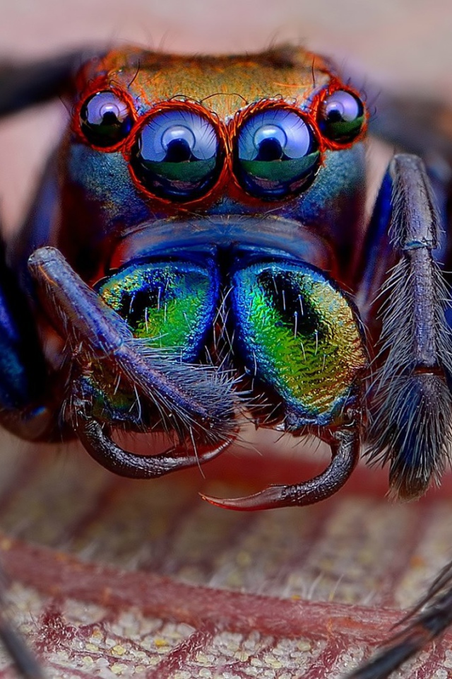 Радужный мохнатый паук