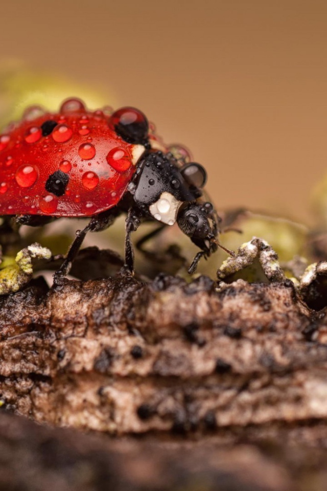 Красный жук покрыт росой