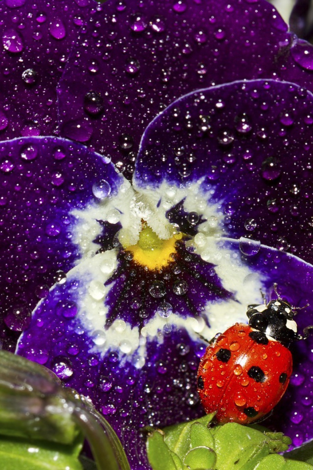 Красный жук на покрытом росой цветке