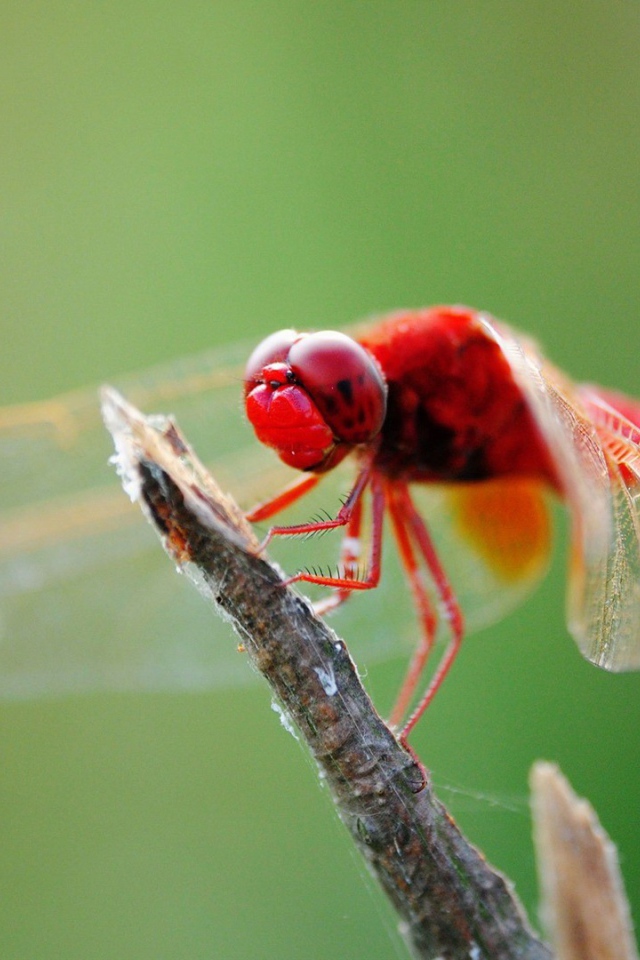 Красная стрекоза на ветке