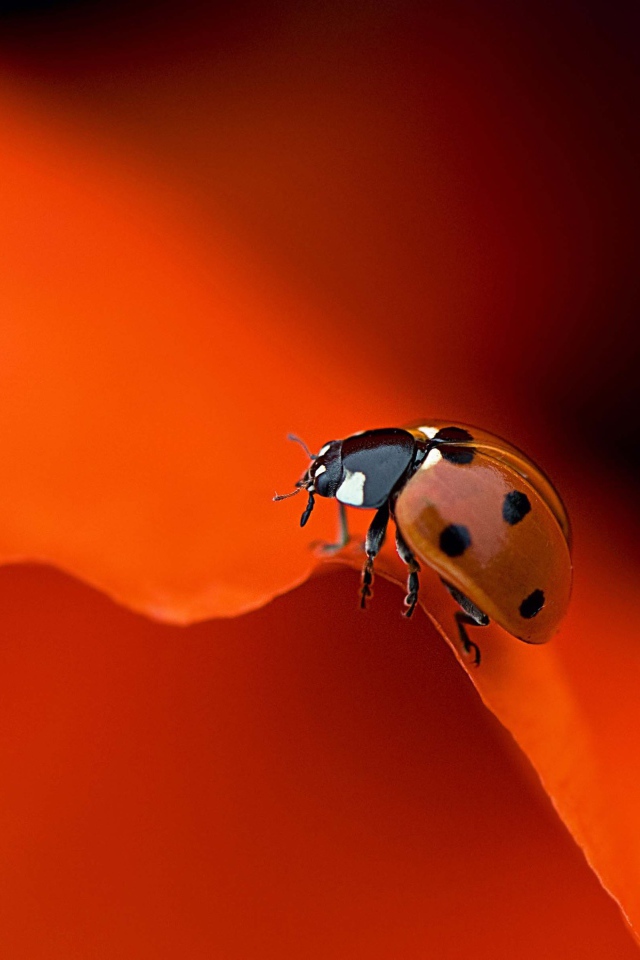 Красная божья коровка на оранжевом фоне