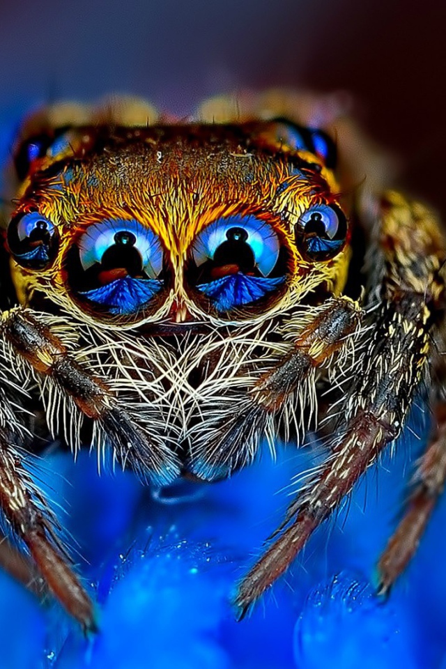 Отражение в глазах паука