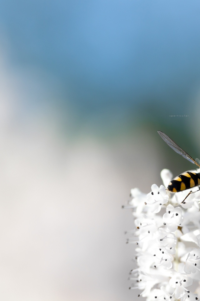 Небольшая пчела на кисточке белых цветов