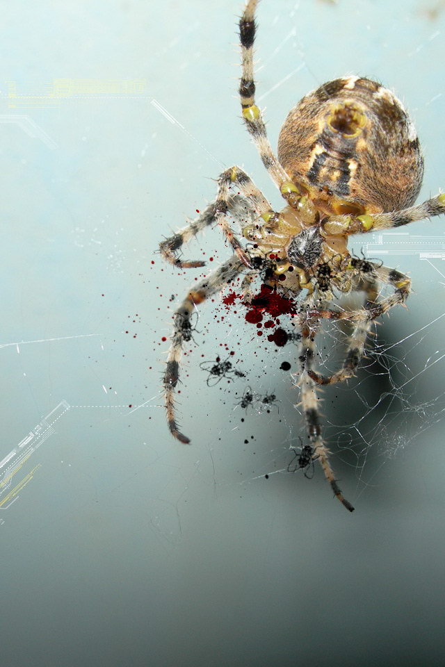 Паук и цифровая графика