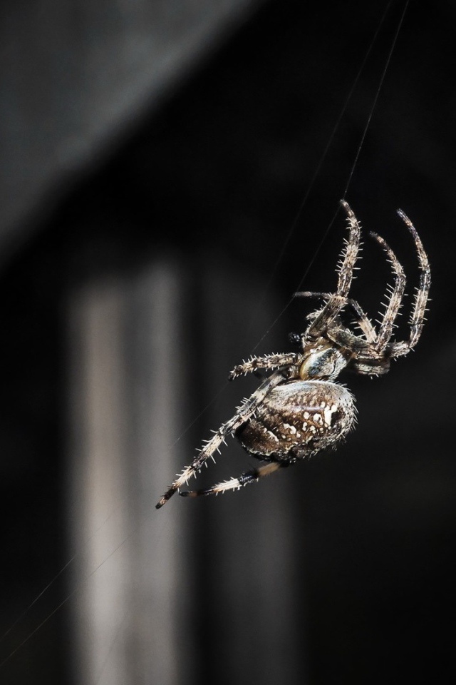 Паук ползет по своей паутине