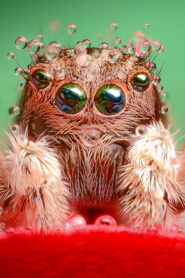 Паук в воде