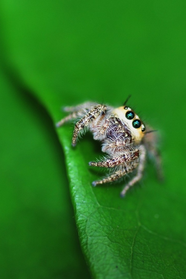 Паук на листике с дерева