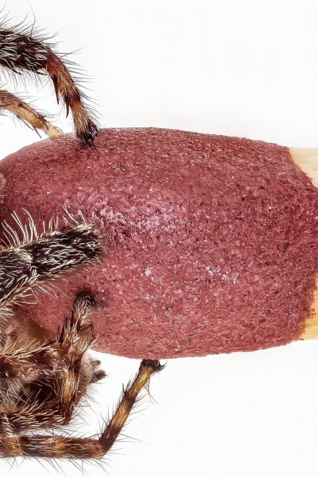 Паук на головке спички