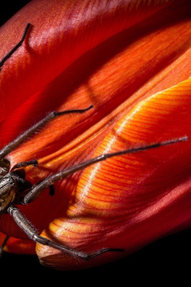 Паук на бутоне красного тюльпана