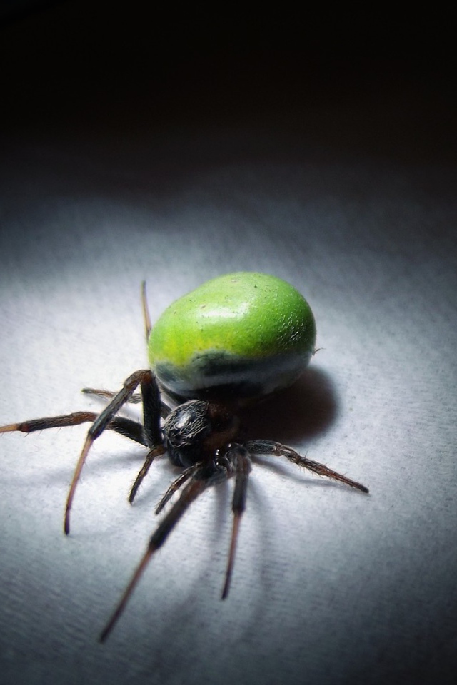 Паук с зеленым брюшком