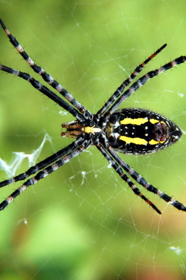 Паук с длинными лапками