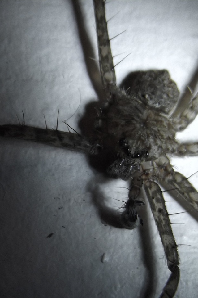 У паука не хватает лапок