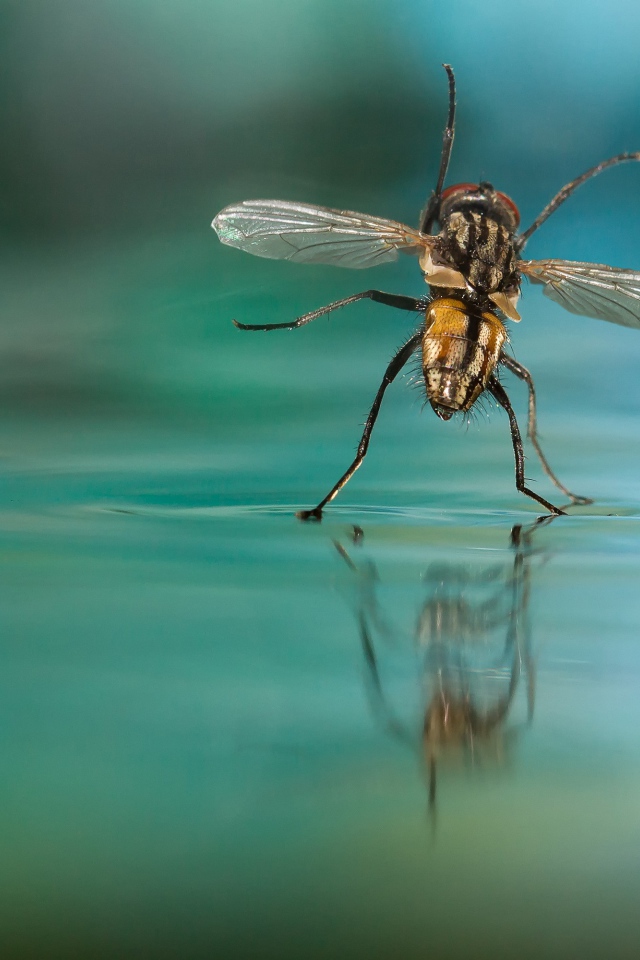 Муха на воде