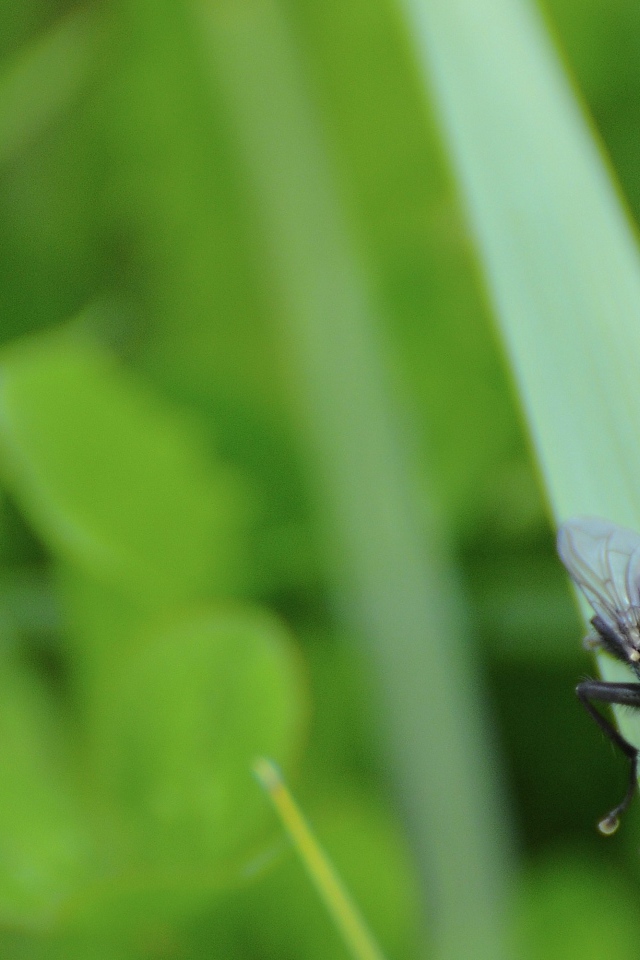 Муха сидит на травинке