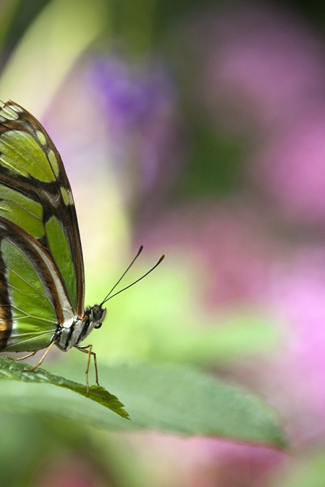 Зеленая бабочка на травинке