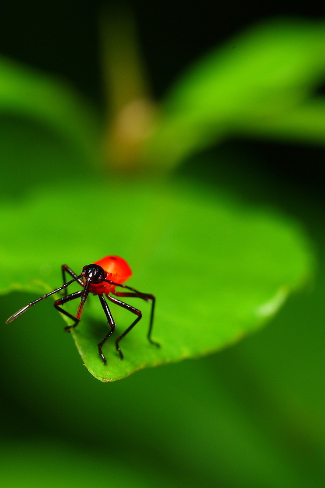 Букашка на листке