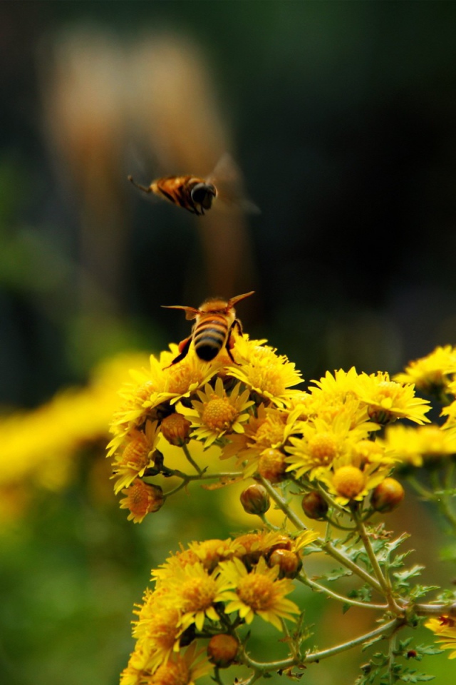 Две пчелы на кисточке желтого цветка