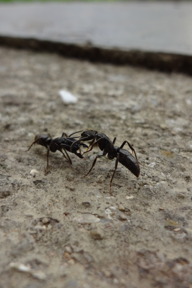 Два черных муравья на земле