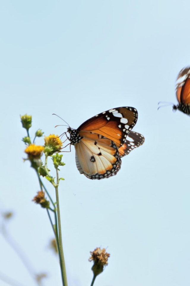 Две бабочки подлетели к цветку