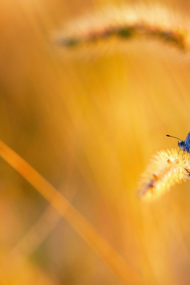 Две бабочки на колоске полевого растения