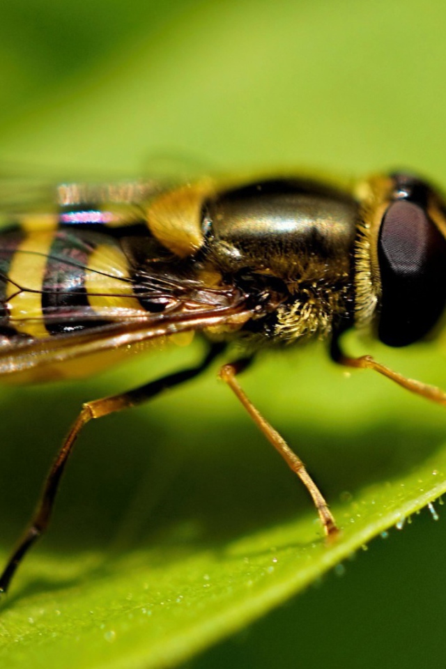 Оса на листе крупным планом