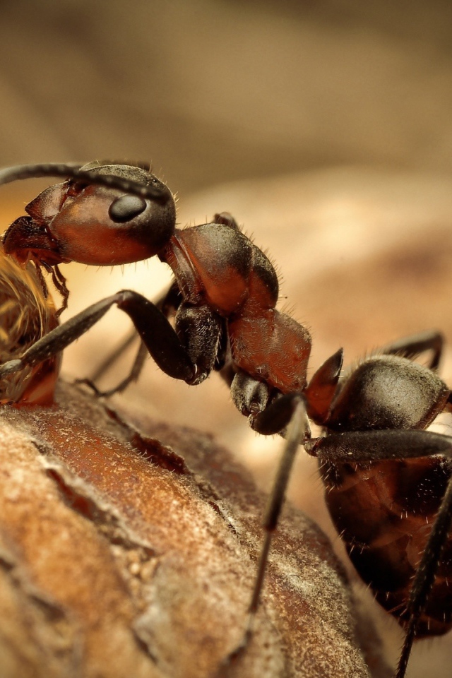 Муравей на водопое