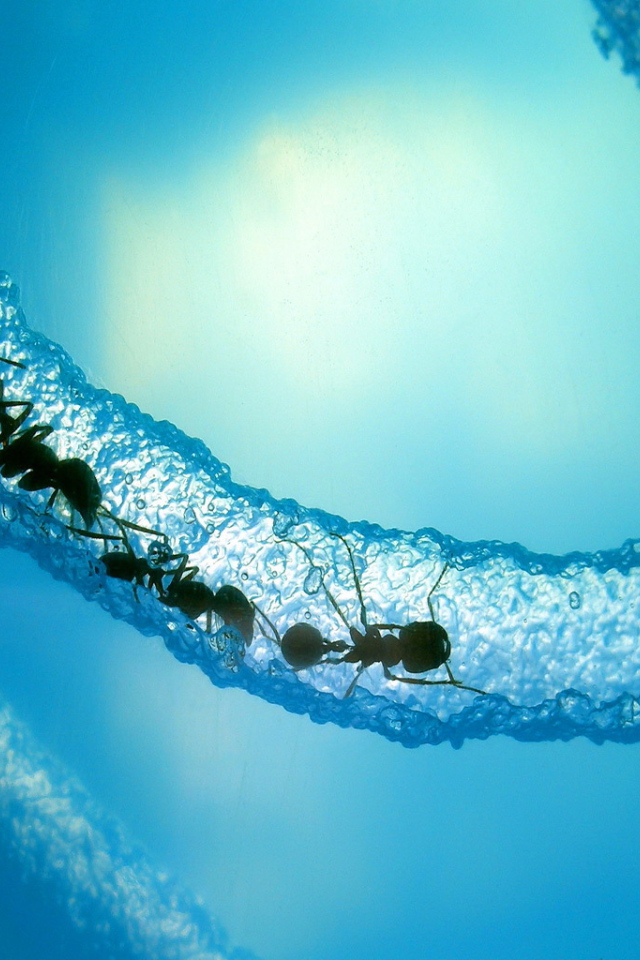 Муравьи в льдине