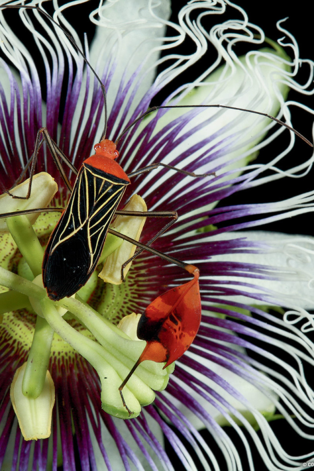 	   Beautiful beetle on a flower