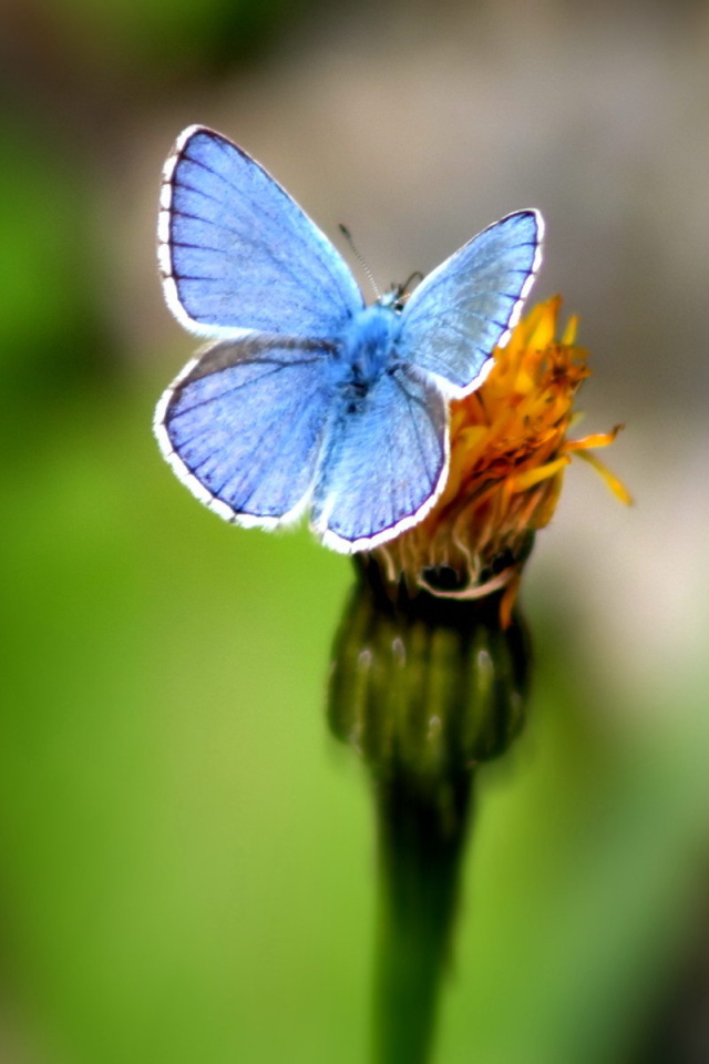Голубая бабочка на цветке