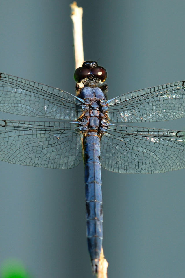 Синяя стрекоза
