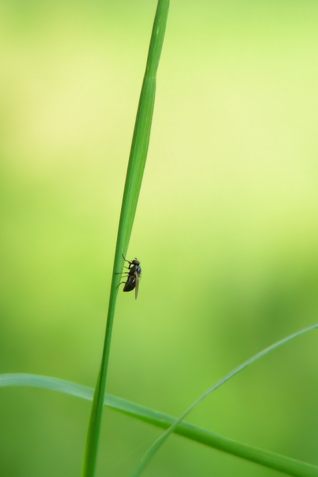 Муха на стебле травы
