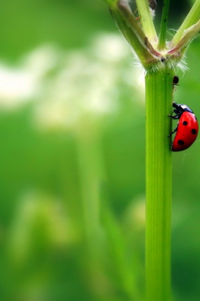 Божья коровка на стебле растения