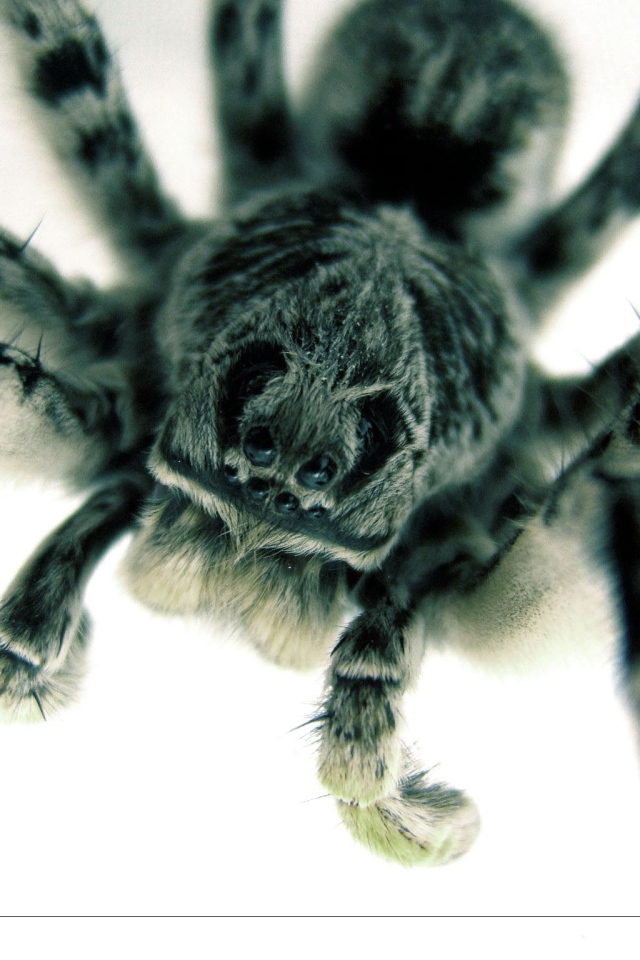 Страшный большой паук