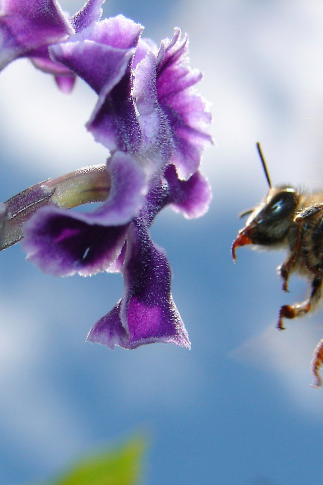 Пчела подлетела к цветку