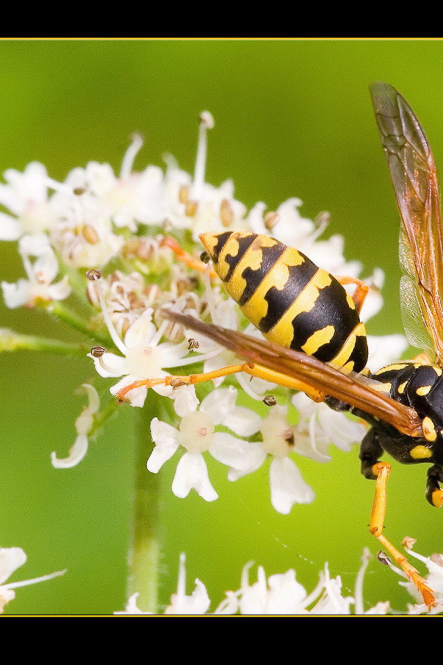 Оса на белом цветке