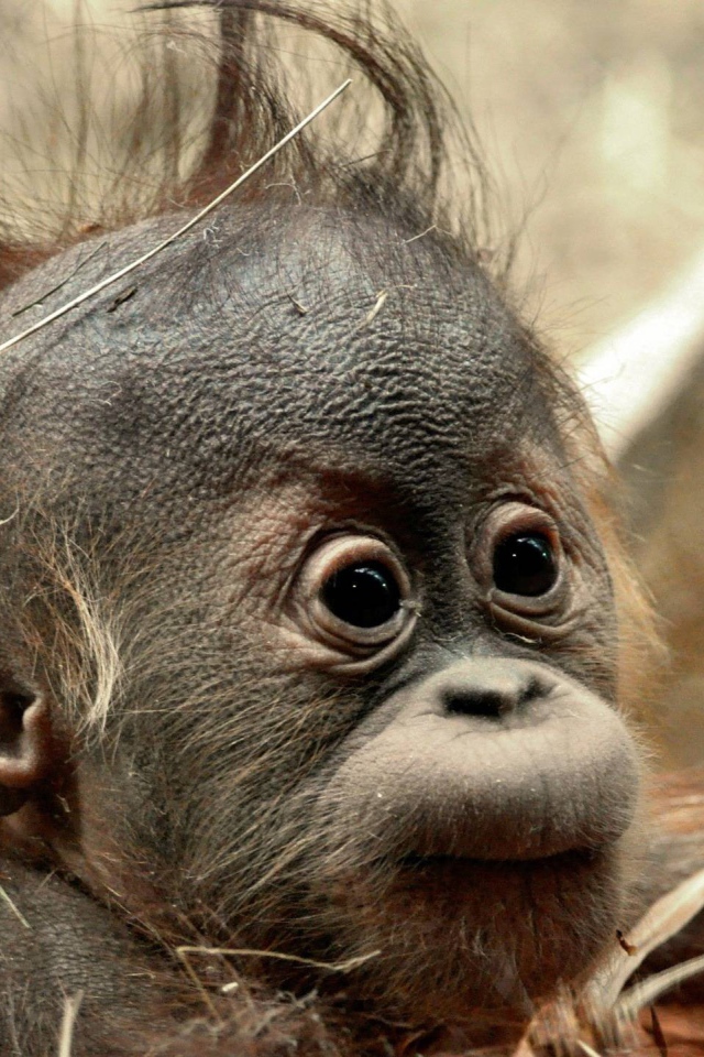 Детеныш обезьяны шимпанзе